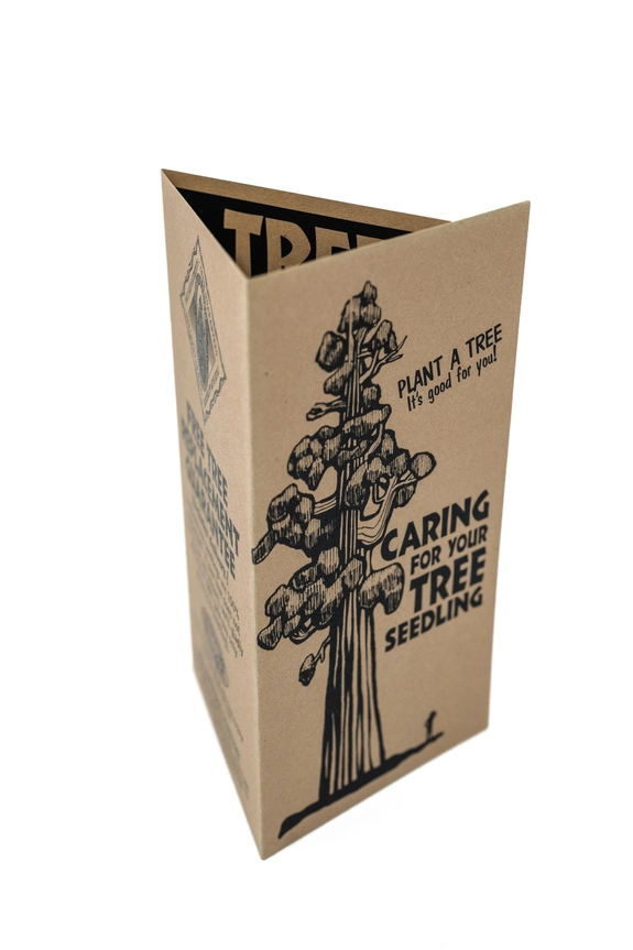 Grow your Own Christmas Tree - Douglas Fir