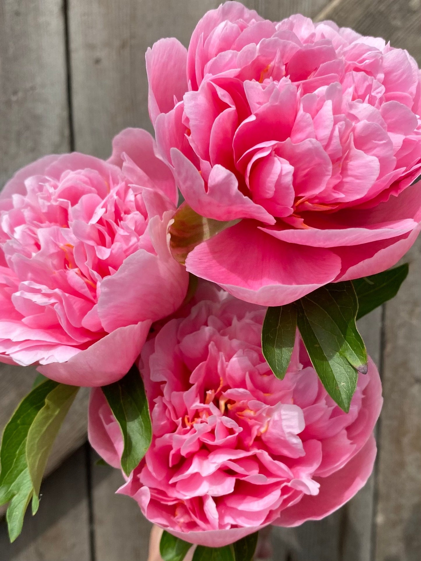 Peony & Magnolia - REED DIFFUSER -- by Moon Water Apothecary!